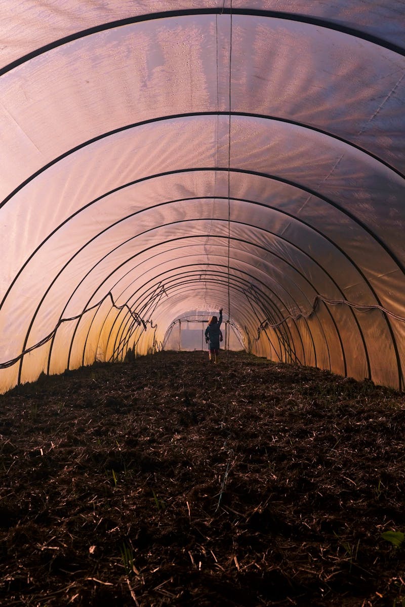 A person walking inside an empty greenhouse tunnel with a symmetrical structure, highlighting agriculture technology.