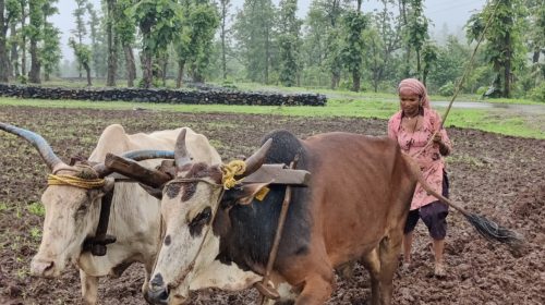 ramilaben dilipbhai gangorde 2